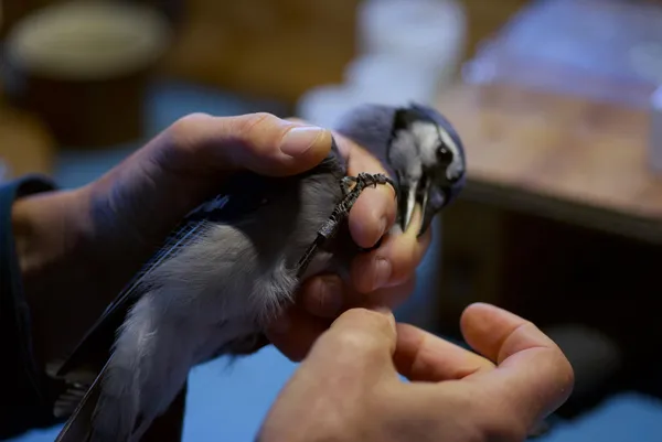 A blue jay in a man's hands.