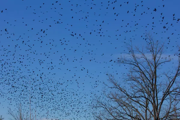A dense flock of birds against a bright blue sky.