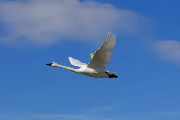 A swan flies across a blue sky.