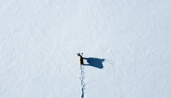 Overhead view of a lone caribou in the snow, its shadow off to the right