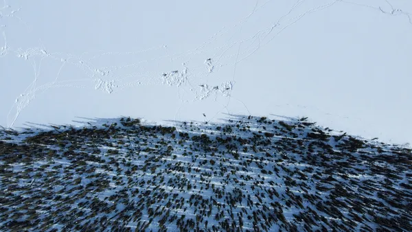 Aerial view of several caribou in the snow, with a forest in the lower half