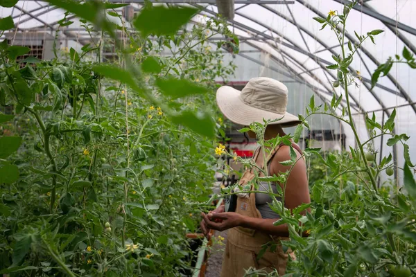 Someone in a wide-brimed hat walking through a lush greenhouse