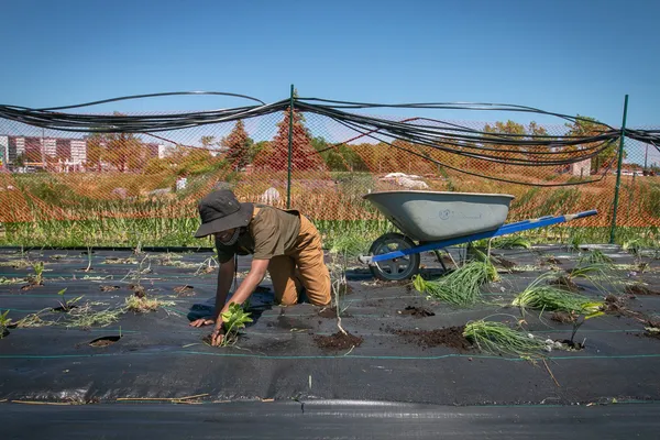 A person planting with a wheelbarrow in the background
