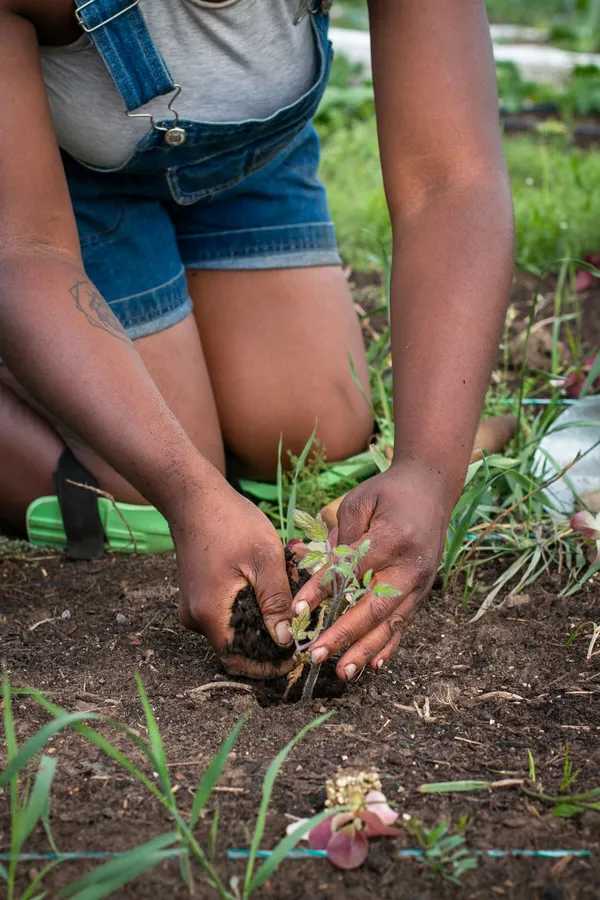 A person planting with a fist full of soil