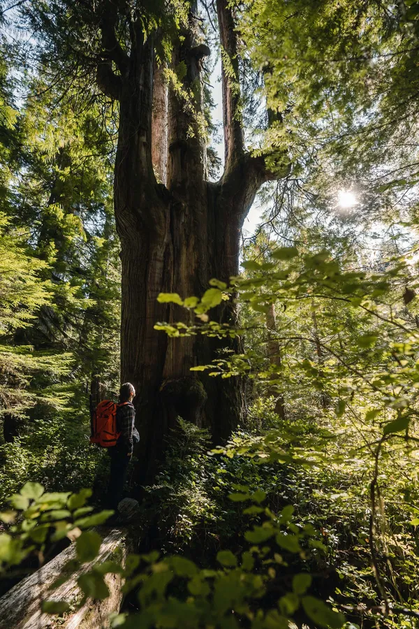 Man in the forest with sunlight smattered through the tree canopy.